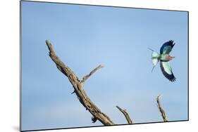 Lilac-Breasted Roller, Makgadikgadi Pans National Park, Botswana-Paul Souders-Mounted Photographic Print