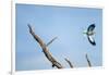 Lilac-Breasted Roller, Makgadikgadi Pans National Park, Botswana-Paul Souders-Framed Photographic Print