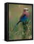 Lilac Breasted Roller, Masai Mara, Kenya-Dee Ann Pederson-Framed Stretched Canvas