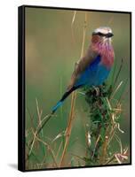 Lilac Breasted Roller, Masai Mara, Kenya-Dee Ann Pederson-Framed Stretched Canvas