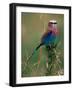 Lilac Breasted Roller, Masai Mara, Kenya-Dee Ann Pederson-Framed Photographic Print