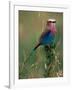 Lilac Breasted Roller, Masai Mara, Kenya-Dee Ann Pederson-Framed Photographic Print