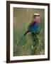 Lilac Breasted Roller, Masai Mara, Kenya-Dee Ann Pederson-Framed Photographic Print