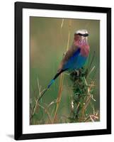 Lilac Breasted Roller, Masai Mara, Kenya-Dee Ann Pederson-Framed Photographic Print