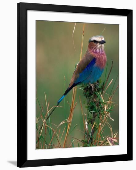 Lilac Breasted Roller, Masai Mara, Kenya-Dee Ann Pederson-Framed Photographic Print