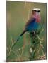 Lilac Breasted Roller, Masai Mara, Kenya-Dee Ann Pederson-Mounted Photographic Print