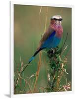 Lilac Breasted Roller, Masai Mara, Kenya-Dee Ann Pederson-Framed Photographic Print