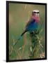 Lilac Breasted Roller, Masai Mara, Kenya-Dee Ann Pederson-Framed Photographic Print