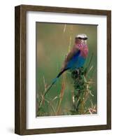 Lilac Breasted Roller, Masai Mara, Kenya-Dee Ann Pederson-Framed Photographic Print