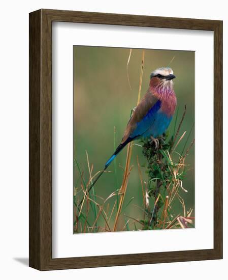 Lilac Breasted Roller, Masai Mara, Kenya-Dee Ann Pederson-Framed Photographic Print