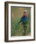 Lilac Breasted Roller, Masai Mara, Kenya-Dee Ann Pederson-Framed Photographic Print