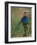 Lilac Breasted Roller, Masai Mara, Kenya-Dee Ann Pederson-Framed Photographic Print