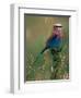 Lilac Breasted Roller, Masai Mara, Kenya-Dee Ann Pederson-Framed Photographic Print