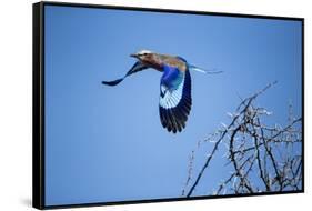 Lilac Breasted Roller, Moremi Game Reserve, Botswana-Paul Souders-Framed Stretched Canvas