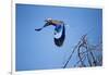 Lilac Breasted Roller, Moremi Game Reserve, Botswana-Paul Souders-Framed Photographic Print