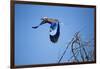 Lilac Breasted Roller, Moremi Game Reserve, Botswana-Paul Souders-Framed Photographic Print