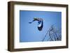 Lilac Breasted Roller, Moremi Game Reserve, Botswana-Paul Souders-Framed Photographic Print