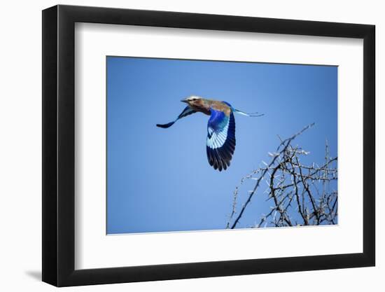 Lilac Breasted Roller, Moremi Game Reserve, Botswana-Paul Souders-Framed Photographic Print