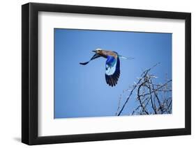 Lilac Breasted Roller, Moremi Game Reserve, Botswana-Paul Souders-Framed Photographic Print
