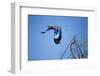 Lilac Breasted Roller, Moremi Game Reserve, Botswana-Paul Souders-Framed Photographic Print