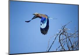 Lilac Breasted Roller, Moremi Game Reserve, Botswana-Paul Souders-Mounted Photographic Print
