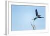 Lilac Breasted Roller, Moremi Game Reserve, Botswana-Paul Souders-Framed Photographic Print