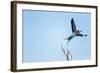 Lilac Breasted Roller, Moremi Game Reserve, Botswana-Paul Souders-Framed Photographic Print