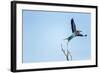 Lilac Breasted Roller, Moremi Game Reserve, Botswana-Paul Souders-Framed Photographic Print