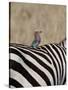 Lilac-Breasted Roller on the Back of a Grants Zebra-James Hager-Stretched Canvas