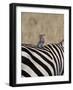 Lilac-Breasted Roller on the Back of a Grants Zebra-James Hager-Framed Photographic Print