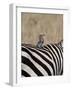 Lilac-Breasted Roller on the Back of a Grants Zebra-James Hager-Framed Photographic Print