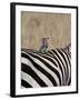 Lilac-Breasted Roller on the Back of a Grants Zebra-James Hager-Framed Photographic Print