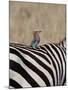 Lilac-Breasted Roller on the Back of a Grants Zebra-James Hager-Mounted Photographic Print