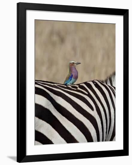 Lilac-Breasted Roller on the Back of a Grants Zebra-James Hager-Framed Photographic Print