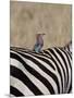 Lilac-Breasted Roller on the Back of a Grants Zebra-James Hager-Mounted Photographic Print