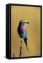 Lilac-Breasted Roller Perched on a Branch-Paul Souders-Framed Stretched Canvas