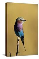 Lilac-Breasted Roller Perched on a Branch-Paul Souders-Stretched Canvas