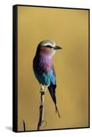 Lilac-Breasted Roller Perched on a Branch-Paul Souders-Framed Stretched Canvas