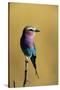 Lilac-Breasted Roller Perched on a Branch-Paul Souders-Stretched Canvas