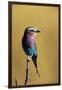 Lilac-Breasted Roller Perched on a Branch-Paul Souders-Framed Photographic Print