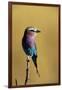 Lilac-Breasted Roller Perched on a Branch-Paul Souders-Framed Photographic Print