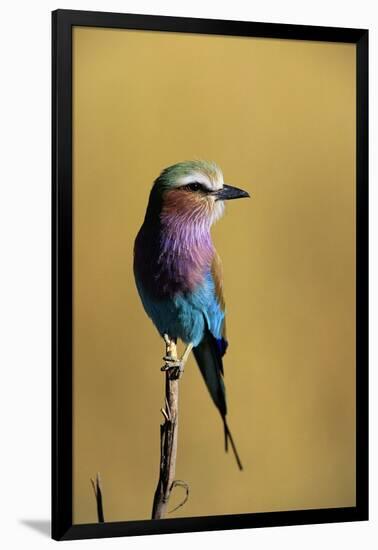 Lilac-Breasted Roller Perched on a Branch-Paul Souders-Framed Photographic Print