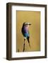 Lilac-Breasted Roller Perched on a Branch-Paul Souders-Framed Photographic Print