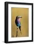 Lilac-Breasted Roller Perched on a Branch-Paul Souders-Framed Photographic Print