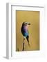 Lilac-Breasted Roller Perched on a Branch-Paul Souders-Framed Photographic Print