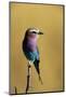 Lilac-Breasted Roller Perched on a Branch-Paul Souders-Mounted Photographic Print