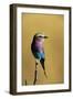 Lilac-Breasted Roller Perched on a Branch-Paul Souders-Framed Photographic Print