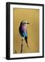 Lilac-Breasted Roller Perched on a Branch-Paul Souders-Framed Photographic Print