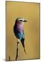 Lilac-Breasted Roller Perched on a Branch-Paul Souders-Mounted Photographic Print