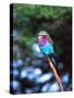 Lilac Breasted Roller, Tanzania-David Northcott-Stretched Canvas